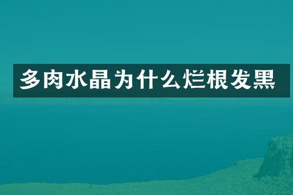 多肉水晶为什么烂根发黑