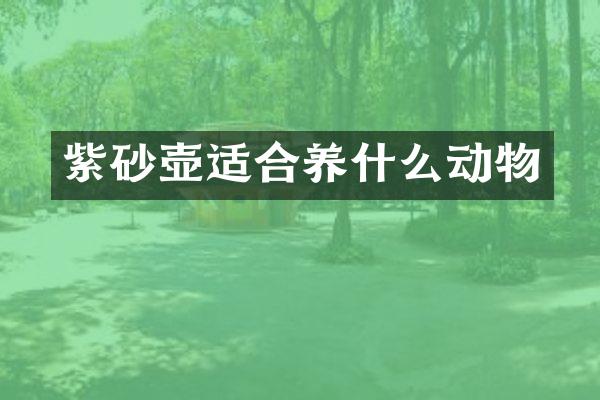 紫砂壶适合养什么动物