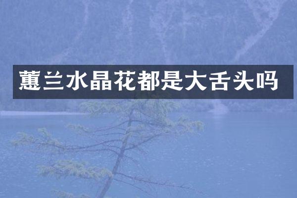 蕙兰水晶花都是大舌头吗