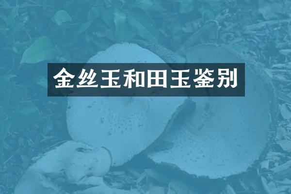 金丝玉和田玉鉴别