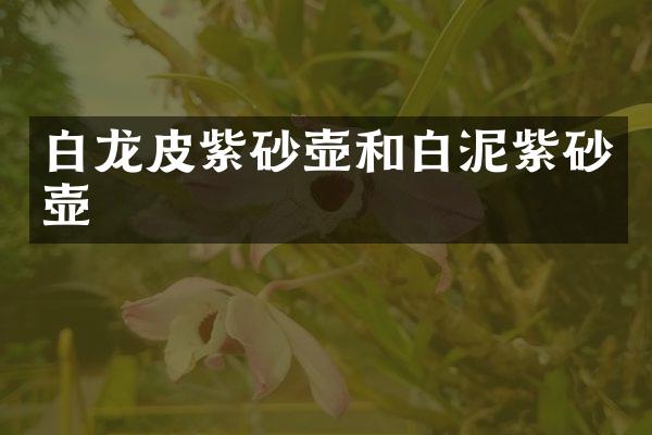 白龙皮紫砂壶和白泥紫砂壶