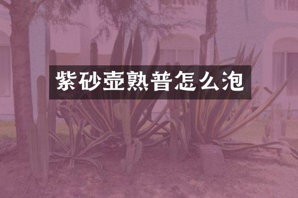 紫砂壶熟普怎么泡