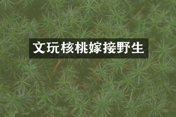 文玩核桃嫁接野生