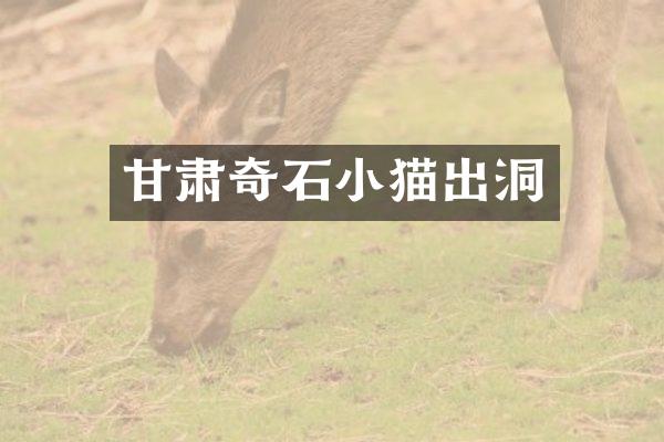 甘肃奇石小猫出洞
