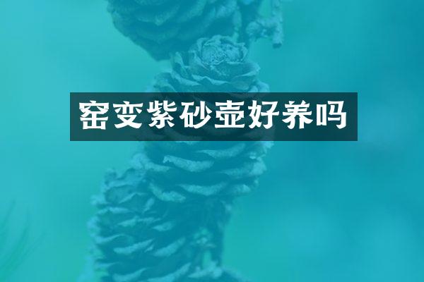 窑变紫砂壶好养吗