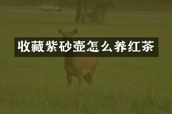 收藏紫砂壶怎么养红茶