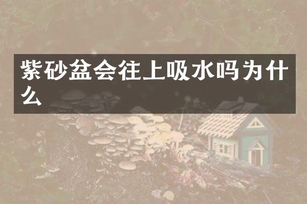 紫砂盆会往上吸水吗为什么