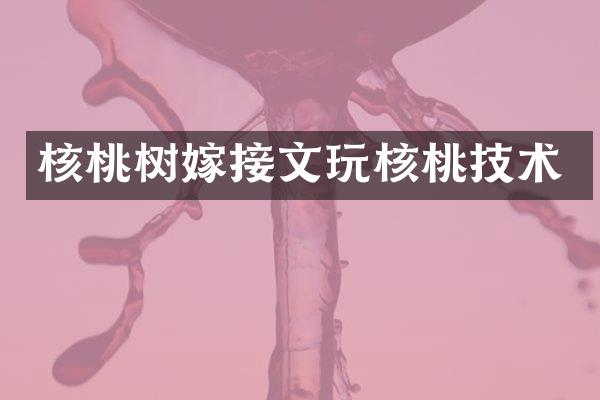 核桃树嫁接文玩核桃技术