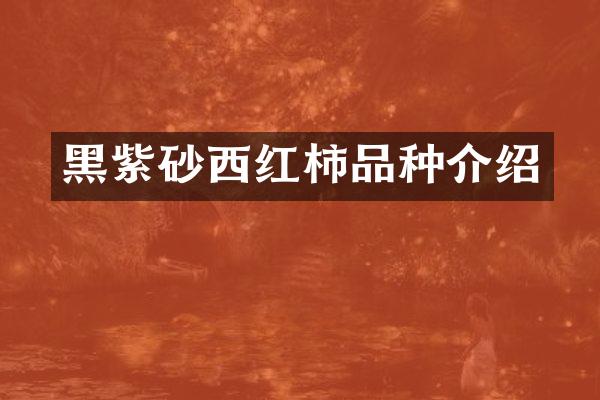 黑紫砂西红柿品种介绍