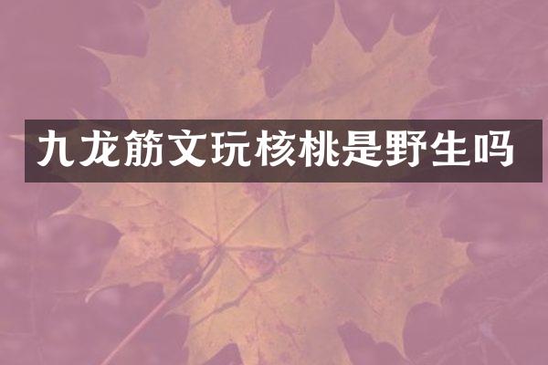 九龙筋文玩核桃是野生吗
