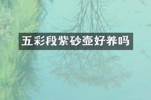 五彩段紫砂壶好养吗