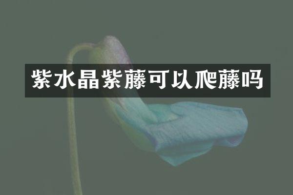 紫水晶紫藤可以爬藤吗