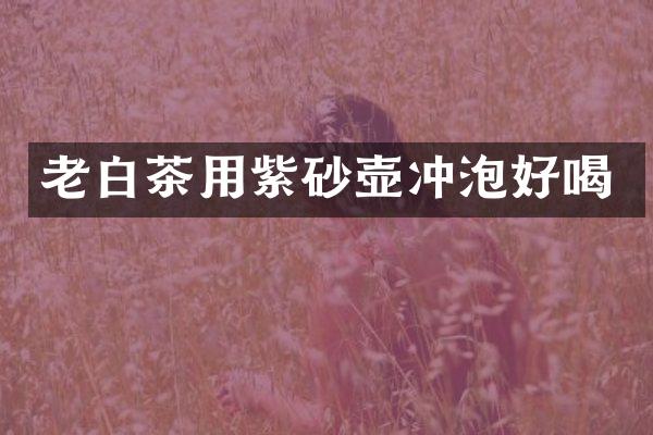 老白茶用紫砂壶冲泡好喝