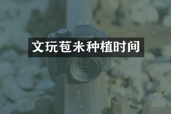 文玩苞米种植时间