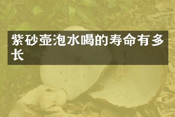 紫砂壶泡水喝的寿命有多长