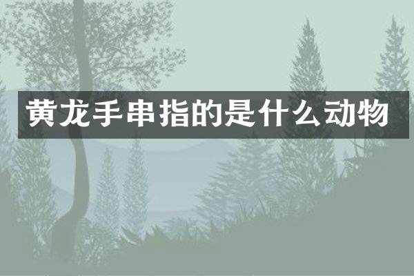 黄龙手串指的是什么动物