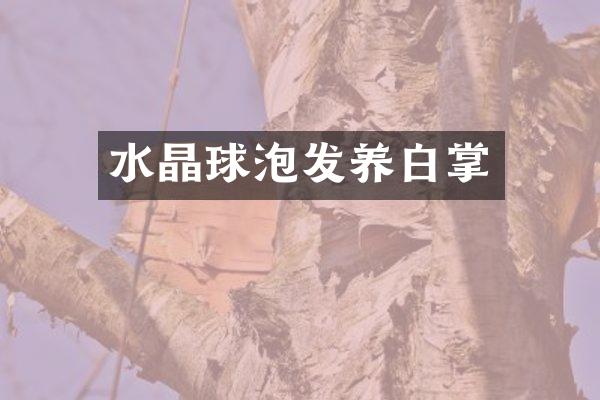 水晶球泡发养白掌