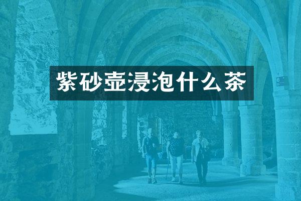 紫砂壶浸泡什么茶