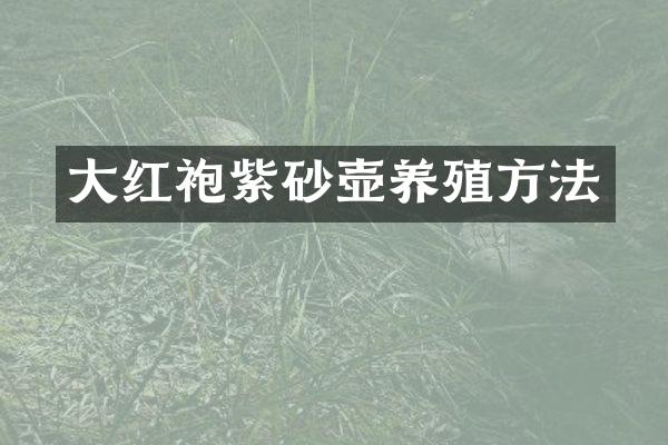 大红袍紫砂壶养殖方法