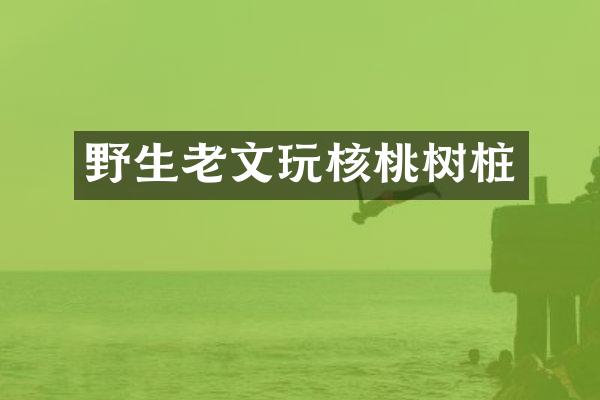 野生老文玩核桃树桩