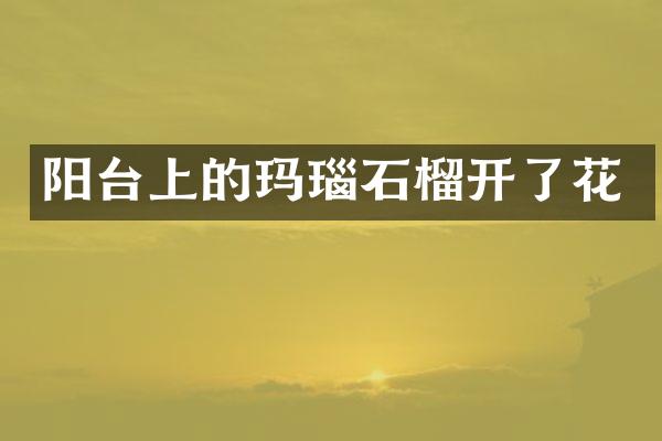 阳台上的玛瑙石榴开了花