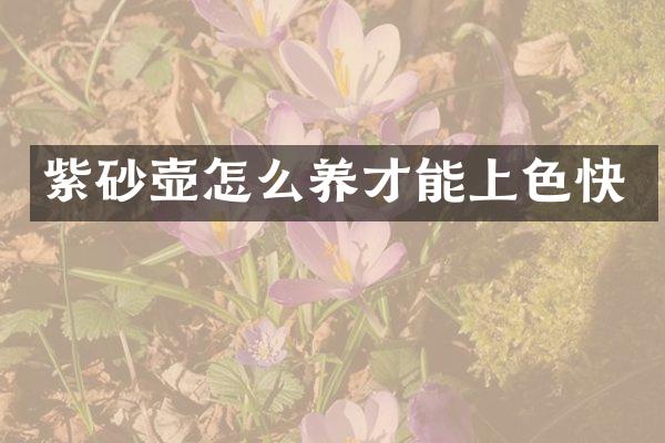 紫砂壶怎么养才能上色快