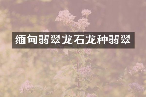 缅甸翡翠龙石龙种翡翠