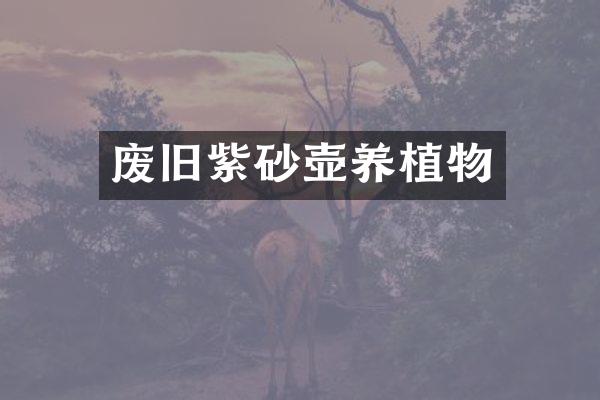 废旧紫砂壶养植物