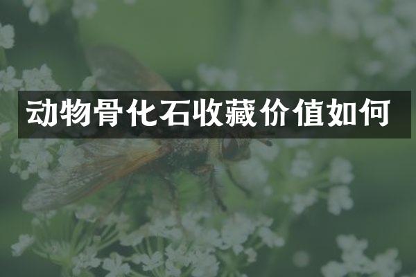 动物骨化石收藏价值如何