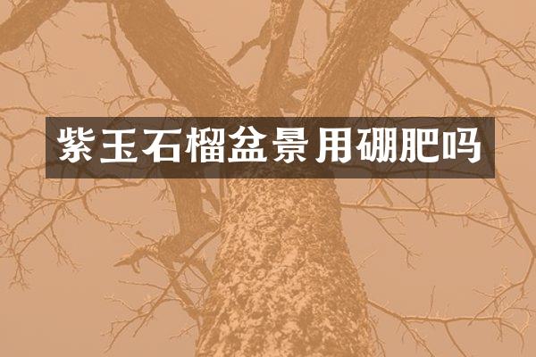 紫玉石榴盆景用硼肥吗
