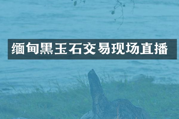 缅甸黑玉石交易现场直播