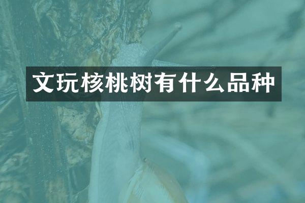 文玩核桃树有什么品种