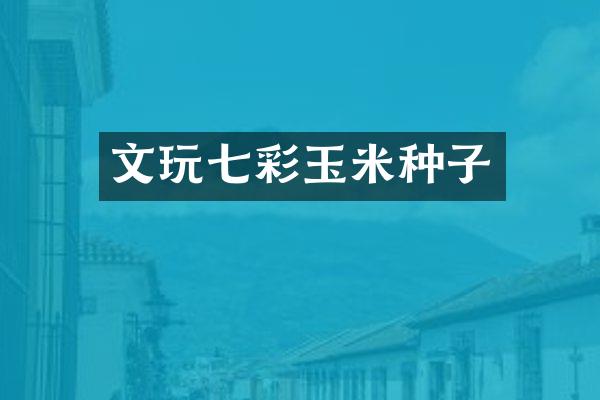 文玩七彩玉米种子