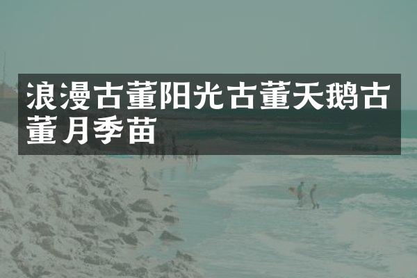 浪漫古董阳光古董天鹅古董月季苗