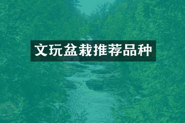 文玩盆栽推荐品种