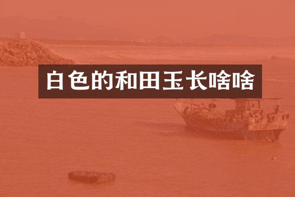 白色的和田玉长啥啥