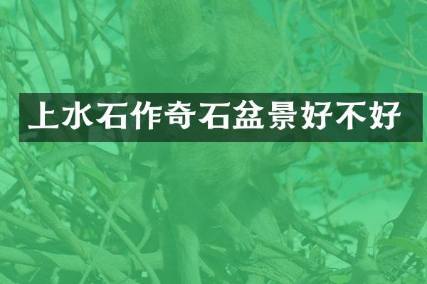 上水石作奇石盆景好不好
