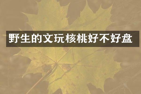 野生的文玩核桃好不好盘