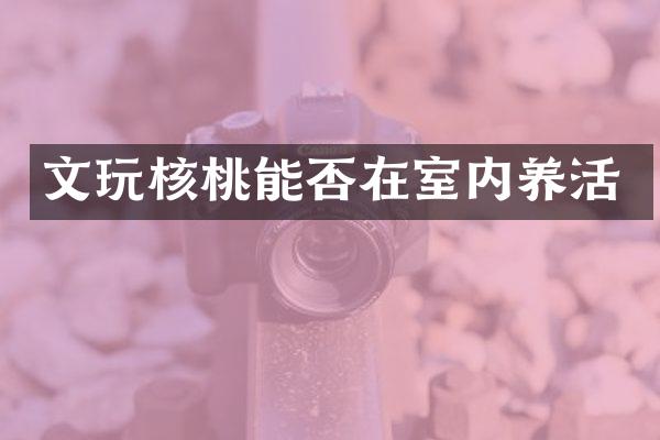 文玩核桃能否在室内养活