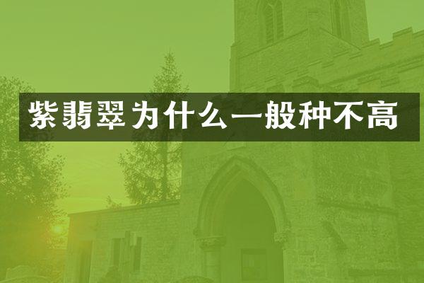 紫翡翠为什么一般种不高