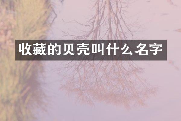 收藏的贝壳叫什么名字