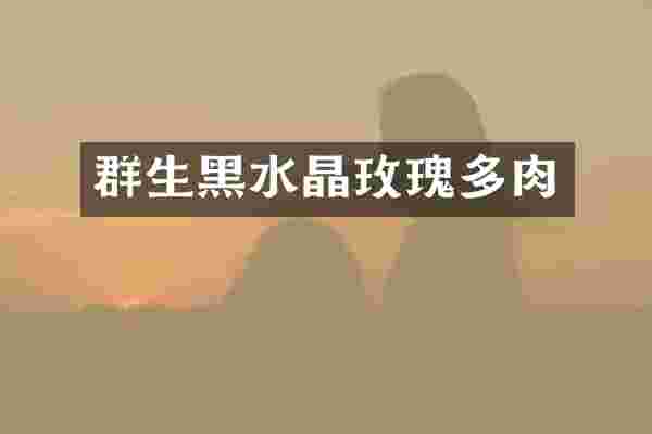 群生黑水晶玫瑰多肉