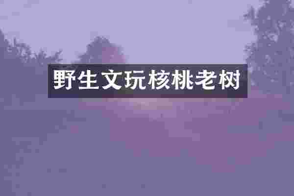 野生文玩核桃老树