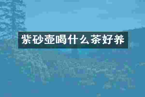 紫砂壶喝什么茶好养