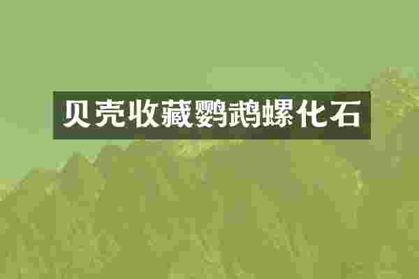 贝壳收藏鹦鹉螺化石