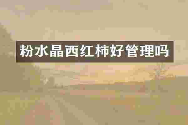 粉水晶西红柿好管理吗
