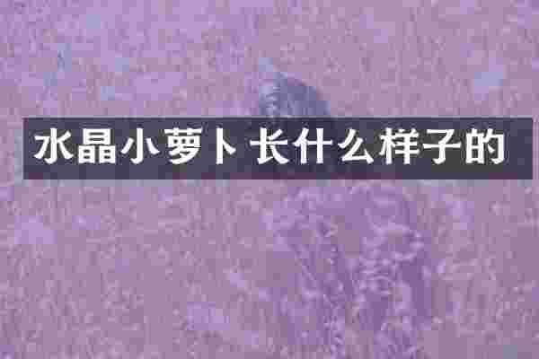 水晶小萝卜长什么样子的