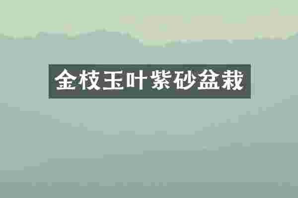 金枝玉叶紫砂盆栽