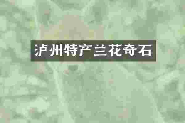 泸州特产兰花奇石