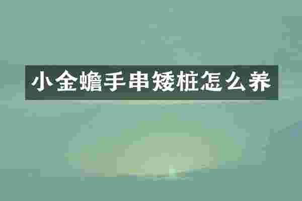小金蟾手串矮桩怎么养